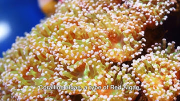 What Is Algae for kids