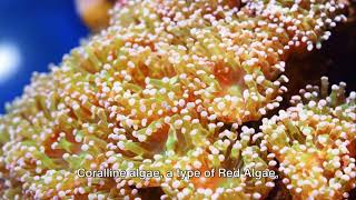 What Is Algae for kids