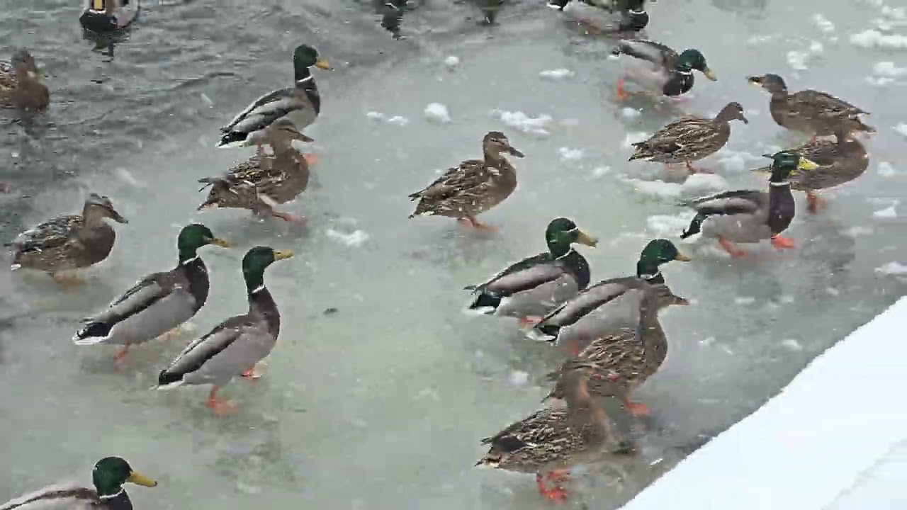 Утки и зима, кормежка уток