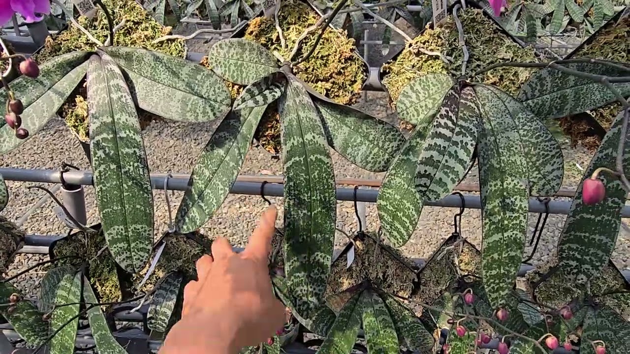 西蕾麗花牆成型中，荃馨的小西開始綻放了，迷人的花香也來了