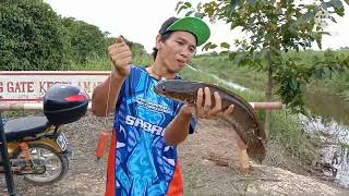 ##007@mancing ikan haruan dapat dua ekor besar.