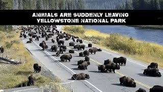 Thousands Of Animals Flee Yellowstone National Park Suddenly