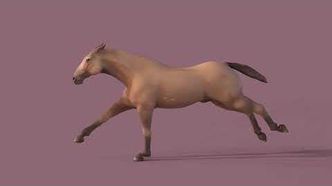 Horse Galloping | Animation