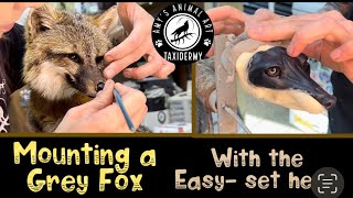 Grey Fox Taxidermy - mounting a fox with an “easy-set head” system!