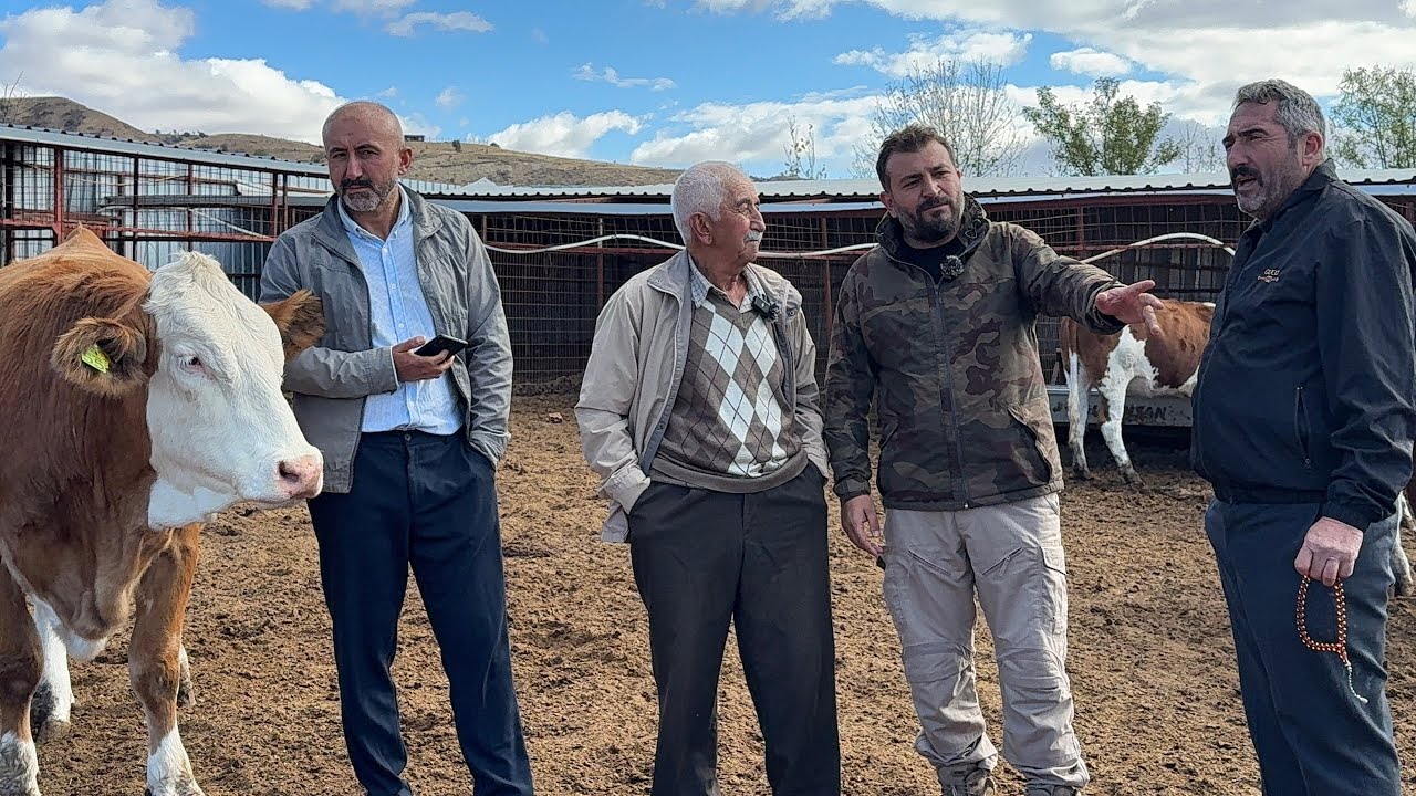 AMASYADAN GELEN DAYI YORDU BİZİ