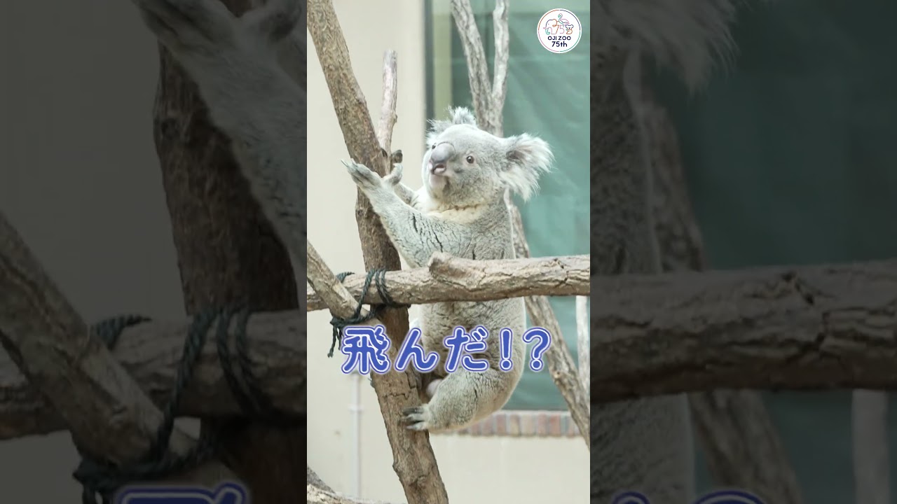 「Koala」A子 お願いします Koala Edition / I went to Oji Zoo! #zoo - YouTube
