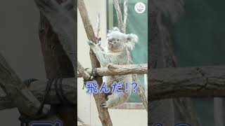 コアラ編 / 王子動物園に行ってみた！ #zoo