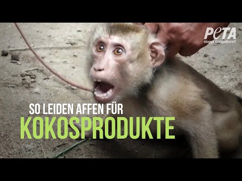 Aufgedeckt: Diese Affen werden für Kokosmilch, Kokosöl und Co. missbraucht!
