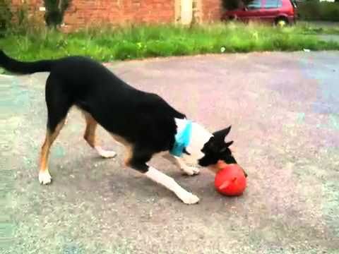 Smooth Collie Trent and evil spacehopper