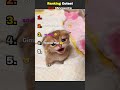 Cutest Cat Moments