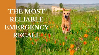How to Train the BEST EMERGENCY RECALL for dogs  | Pups Unleashed Dog Training
