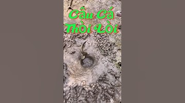 Vlog 985 : Câu Cá Thòi Lòi Làm Cơm Chiều #nghisuave #fishing #câucá #batca #sanbat #mientay #vlog