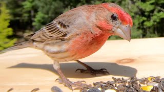 House Finches Chirping