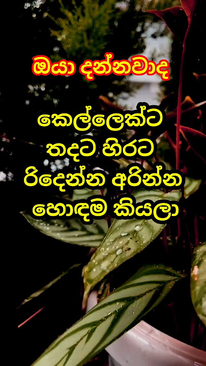 එයාට හිරට තදට රිදෙන්න ඇතුලට දන්න හොදම විදිය 😌#quotes#ketikatha#motivation
