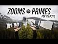 Zooms vs Primes for Wildlife Photography: Which Should You Choose?