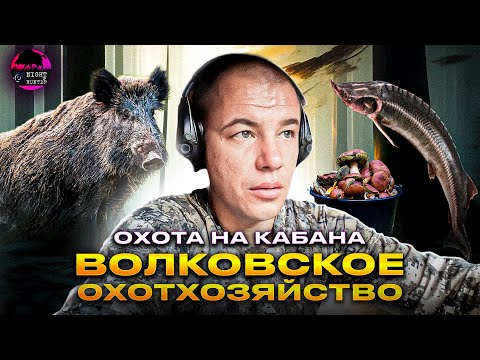 Охота достойная миллиардеров. Волковское охотхозяйство. Открытие по кабану 2023г.