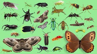 Basic English LEARN INSECT NAME For Everyone