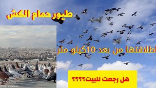 كش حمام طيور حمام الكش اطلاق الحمام من 10 كيلو متر حماس كش لحمام من مسافة