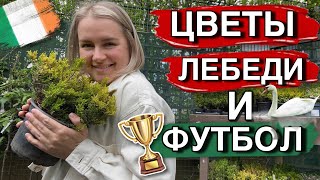 ☘️ЖИЗНЬ В ИРЛАНДИИ/КАКИЕ ЦВЕТЫ ПОСАДИТЬ?/ЦАРСТВО ЛЕБЕДЕЙ/НЕУДАЧА В ФУТБОЛЕ/ЧТО У МЕНЯ ПОЛУЧИЛОСЬ?!😍