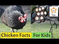 Chickens for Kids | 15 interesting facts about CHICKENS!