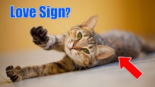 Why Cats Stretch When They See You?