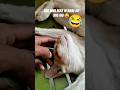 bina bole viral 😂 viral#labrador#funny#pets..#cute#cat#catshorts#funnycat