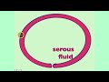 The Structure And Function Of Serous Membranes In The Human Body