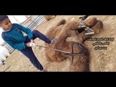 شعر شعبي ليبي طق عود الشاعر ناجي الشيخي بوموصاخ