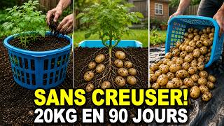 Comment Cultiver Des Pommes De Terre Dans Un Panier À Linge À 1€(astuce de survie)