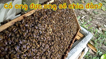 Suy Nghĩ Của Tôi Về Ong Đực Trong Đàn Ong_ kỹ thuật nuôi ong