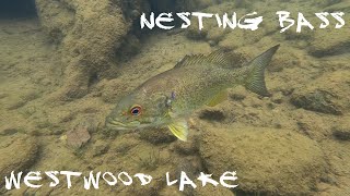 Diving for Fishing Tackle | Nesting Bass @ Westwood Lake!
