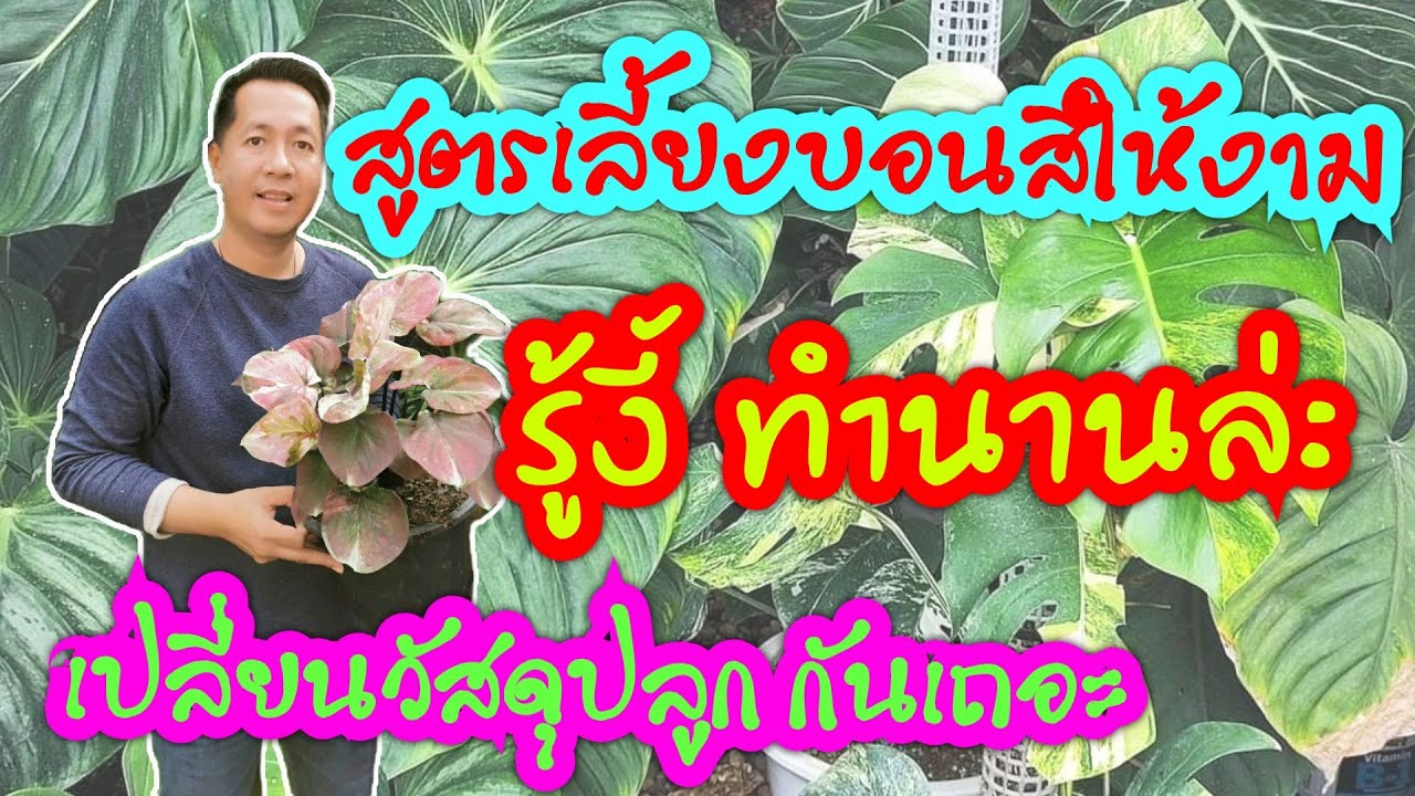 สูตรเลี้ยงบอนสีให้สวยงาม รู้งี้ ทำนานล่ะ มาเปลี่ยนวัสดุปลูกกันเถอะ ใบก้ามปูล้วน ปลูกบอนสี