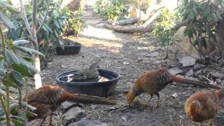Mandarin ducks and redgolden pheasant