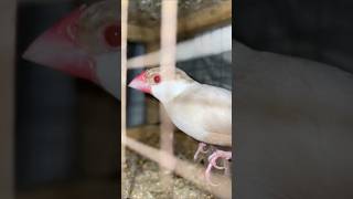 My Beautiful Java Bird... #birds #4k #lovebirds #albino #parrot #animal #cute