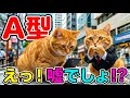 性格出すぎて面白い！猫の血液型別「待ち合わせ」の行動パターン【総集編】