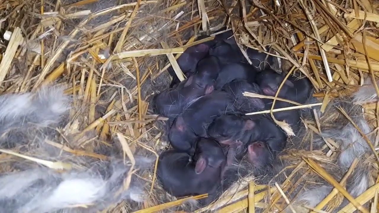 Belgiana mică a fătat vreo 12 iepurași 