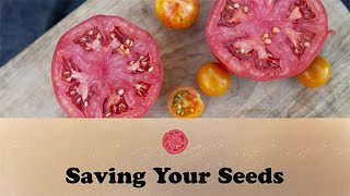 Saving Your Seeds | Let's Grow Stuff