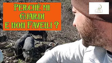 Dove prendere i maialini nani?