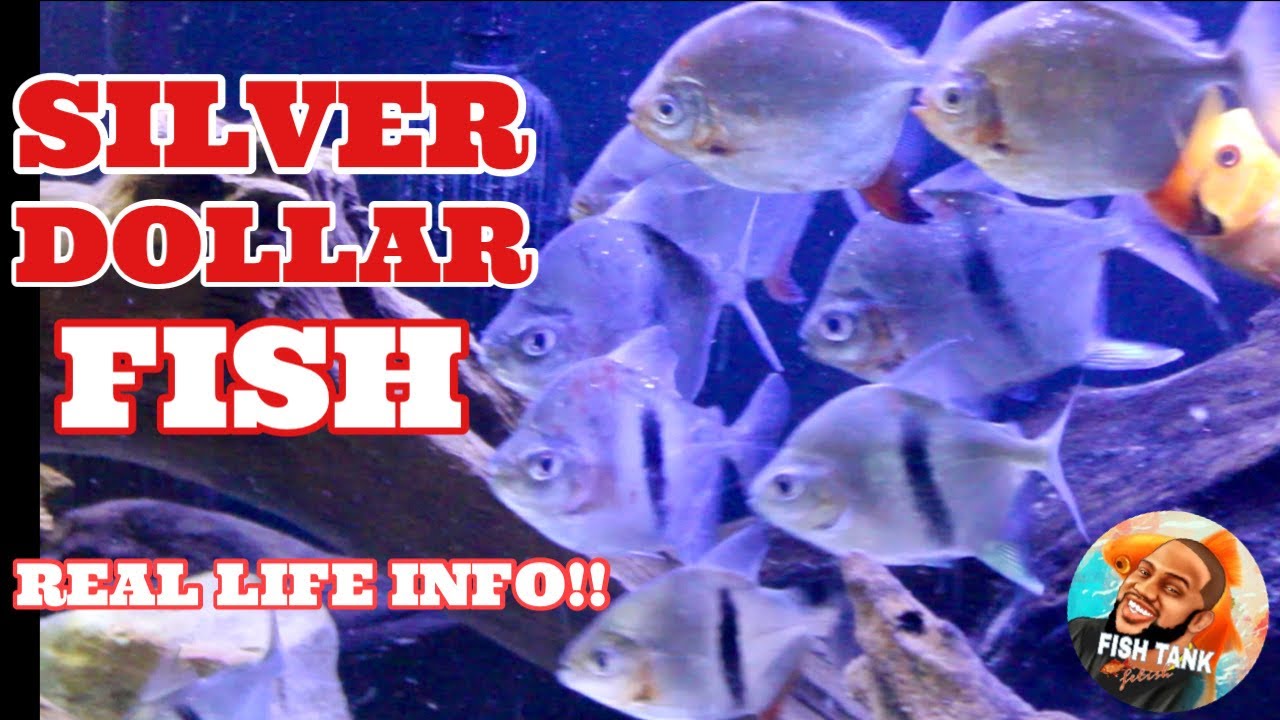 Silver Dollar Fish Care and Growth! Species Profile! YouTube