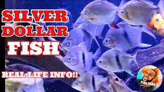 Silver Dollar Fish Care and Growth! Species Profile!