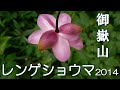 ♬ 花の遺言/小田純平 ♬ ~ 御嶽山・レンゲショウマ 2014 ~あの熱き夏!2014 蔵出しシリーズ~