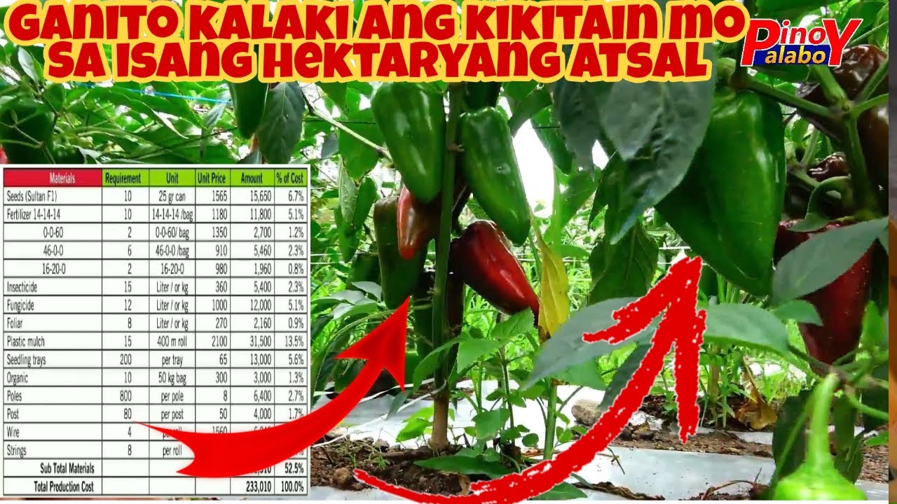 Magkano ang Gastos at Laki ng Kikitain sa Atsal Farming - Panoorin