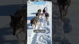 #reggae #nairobi #wolf #subscribe #subscribe #fypシ #viral #support #usa #kenya #love #fypシ゚viral