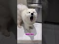 Top 5 de las razas de perros MÁS CARAS DEL MUNDO