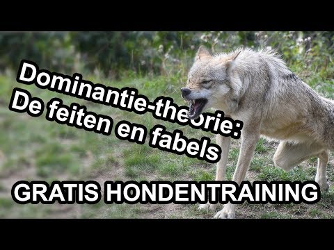 Video: Vergelijkend Overzicht Van Osteosarcoom Bij Mens En Hond: Morfologie, Epidemiologie, Prognose, Behandeling En Genetica