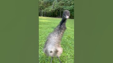 Hilarious emu gets the zoomies