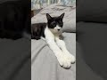 cute cat#kimpro828#hayataku#もちまる#cocomelon#Mrbeast#猫館