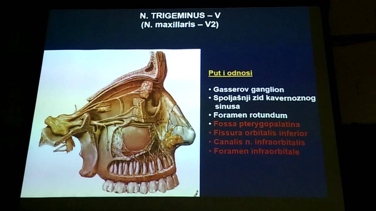 nervus trigeminus - YouTube
