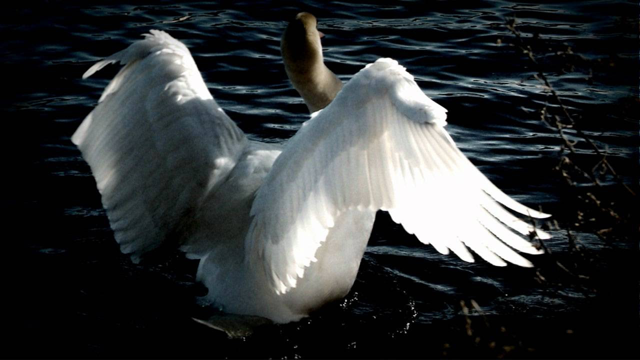Tchaikovsky   Swan Lake Swan Theme