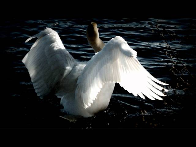 Tchaikovsky - Swan Lake (Swan Theme) class=